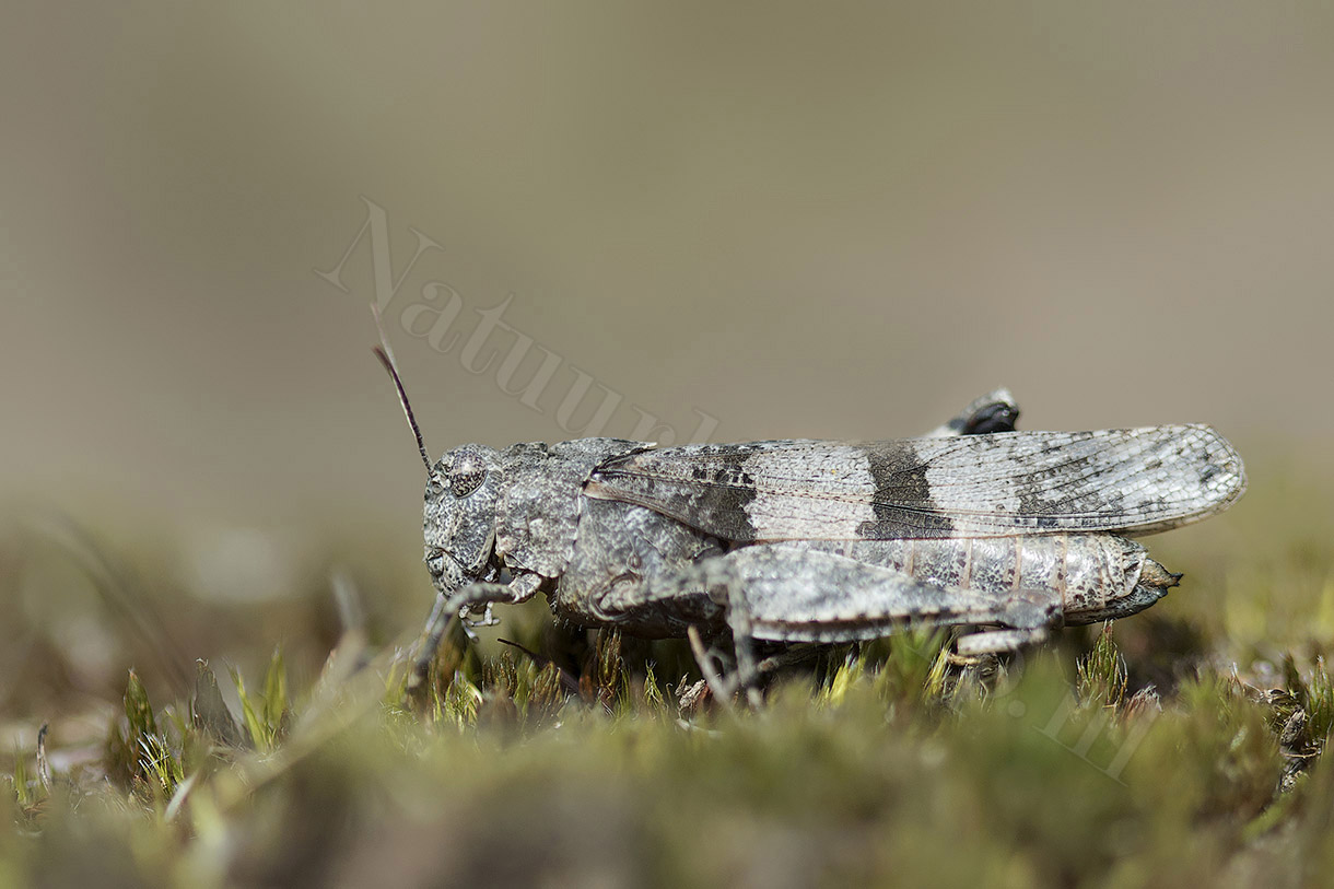 blauwvleugelsprinkhaan