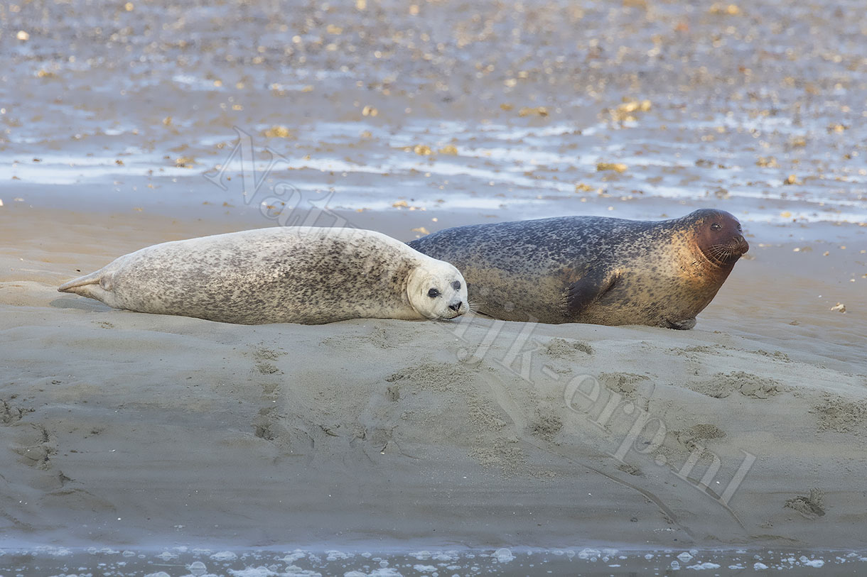gewone zeehond
