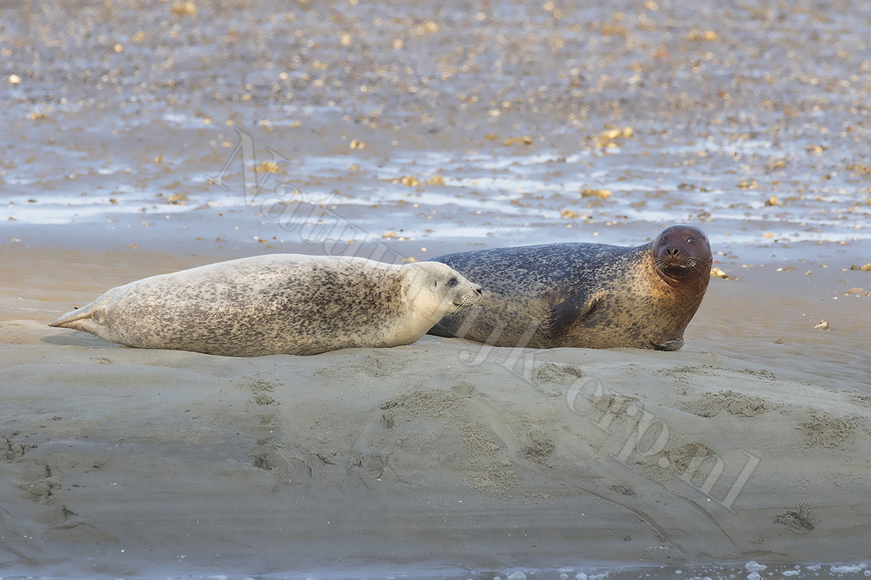 gewone zeehond