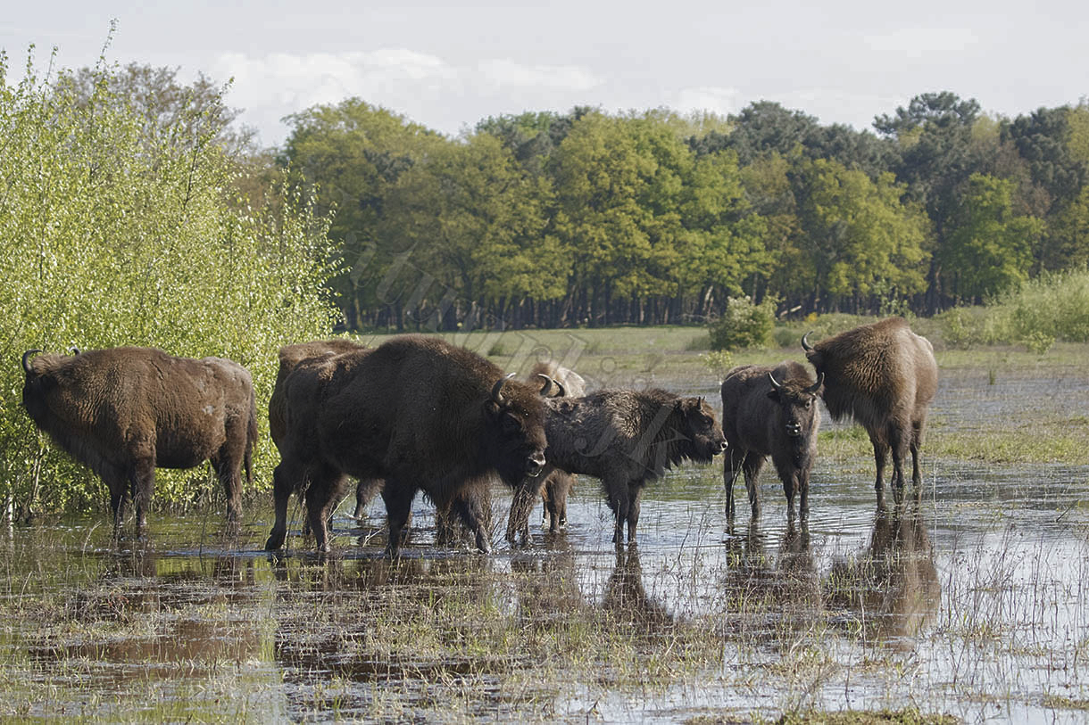 wisent